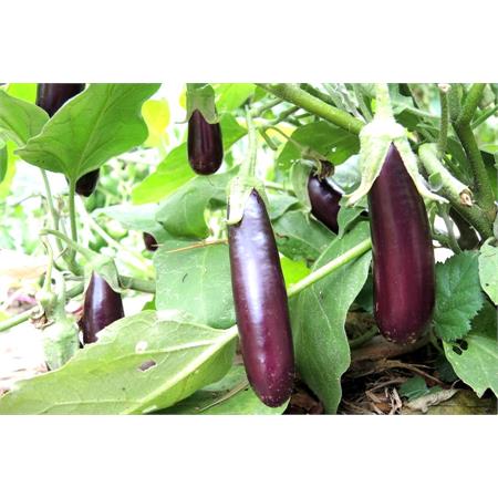 Eggplant Lebanese 1kg