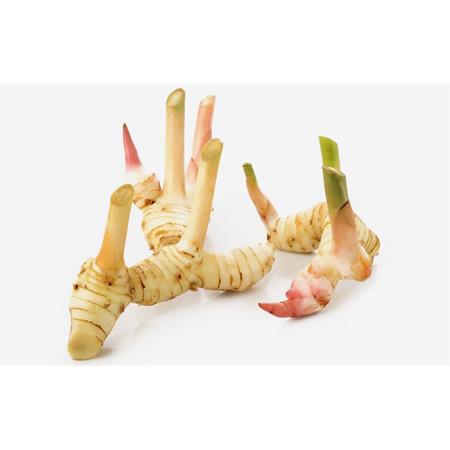 Galangal