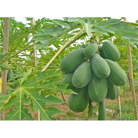 Green Paw Paw 1kg
