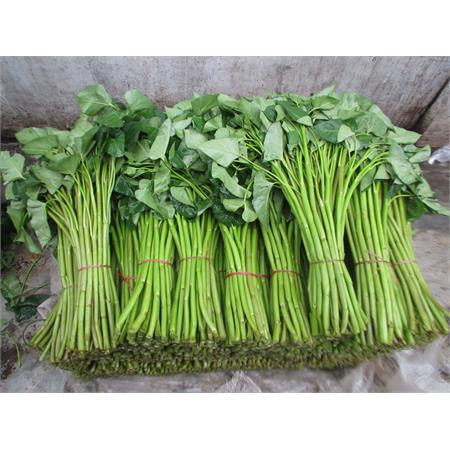 Kangkong (per bunch)